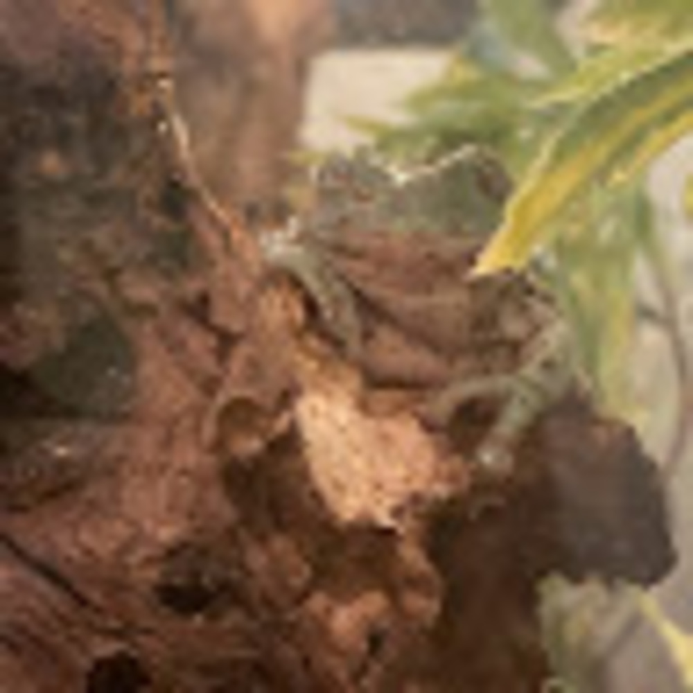 Meet your Posher, Ella